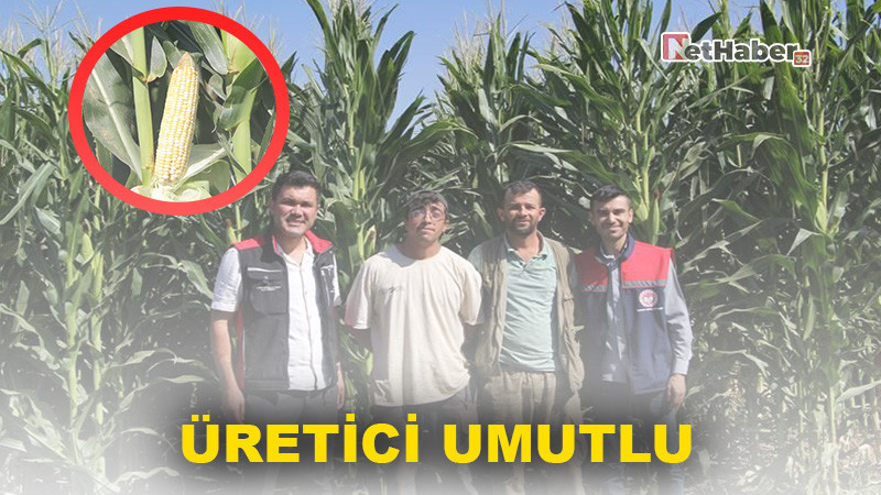 Isparta’da Silajlık Mısır Hasadı Başladı: Üretici Umutlu