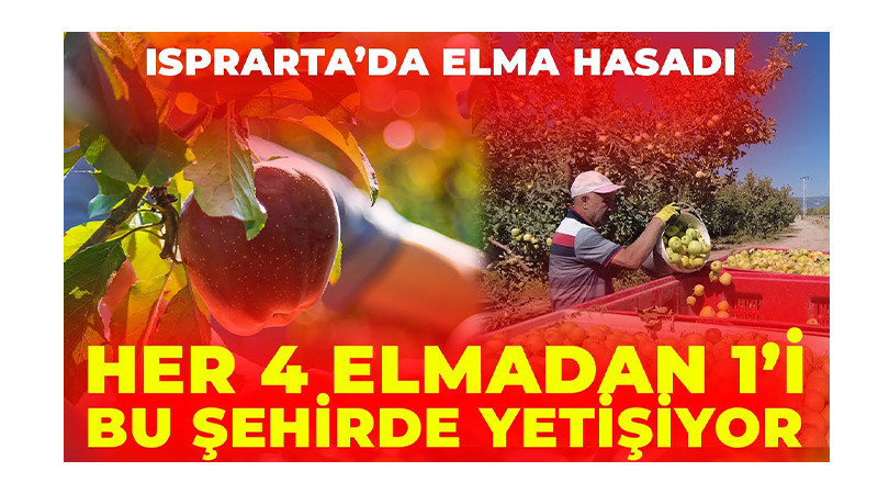 Her Dört Elmadan Biri Isparta'dan! 2025 Elma Hasadı Başladı