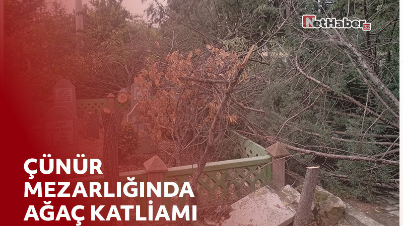 Çünür Mezarlığında Ağaçlar Kökünden Kesildi, Mezarların Üzerine Devrildi