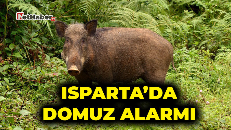 Isparta’da Domuz Alarmı