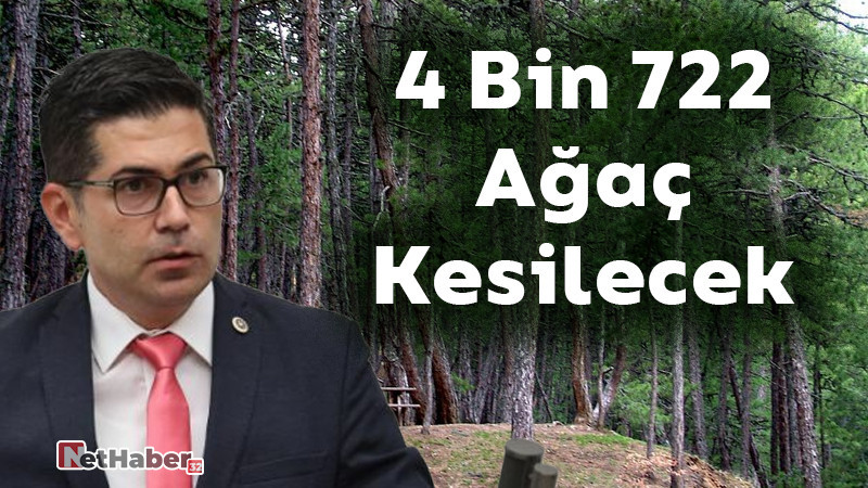 4 Bin 722 Ağaç Kesilecek 