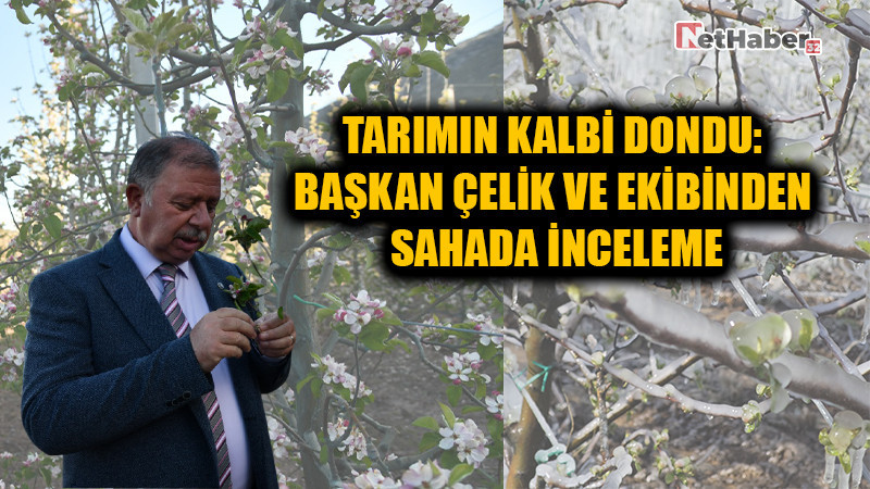 TARIMIN KALBİ DONDU:  BAŞKAN ÇELİK VE EKİBİNDEN  SAHADA İNCELEME