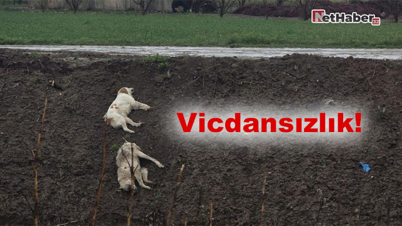 Vicdansızlık! Aliköy’de İki Sokak Köpeği Av Tüfeğiyle Vurularak Öldürüldü