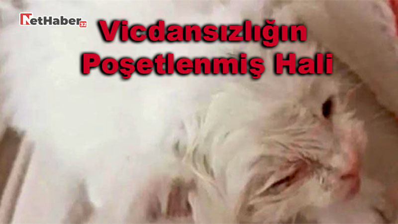 Vicdansızlığın Poşetlenmiş Hali: Çöpe Atılan Kedi Son Anda Kurtarıldı