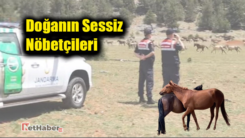 Doğanın Sessiz Nöbetçileri: Yılkı Atlarını Jandarma Koruyor