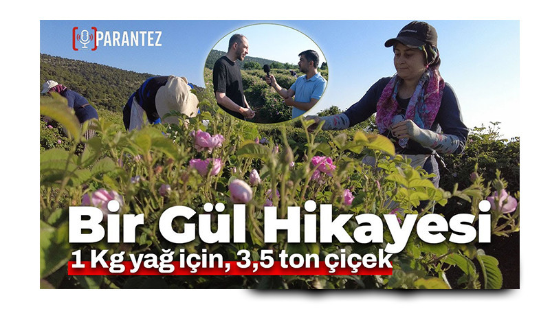 Isparta Yeşilyurt'ta Gül Mevsimi Başladı: Emek, Gelenek ve Zorlu Bir Üretim Yolculuğu
