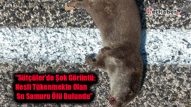 “Sütçüler’de Şok Görüntü: Nesli Tükenmekte Olan Su Samuru Ölü Bulundu”
