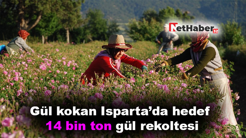 Gül kokan Isparta’da hedef 14 bin ton gül rekoltesi